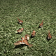 Illustration for article titled More On Shiki-Tei, The PS3 Gardening Game